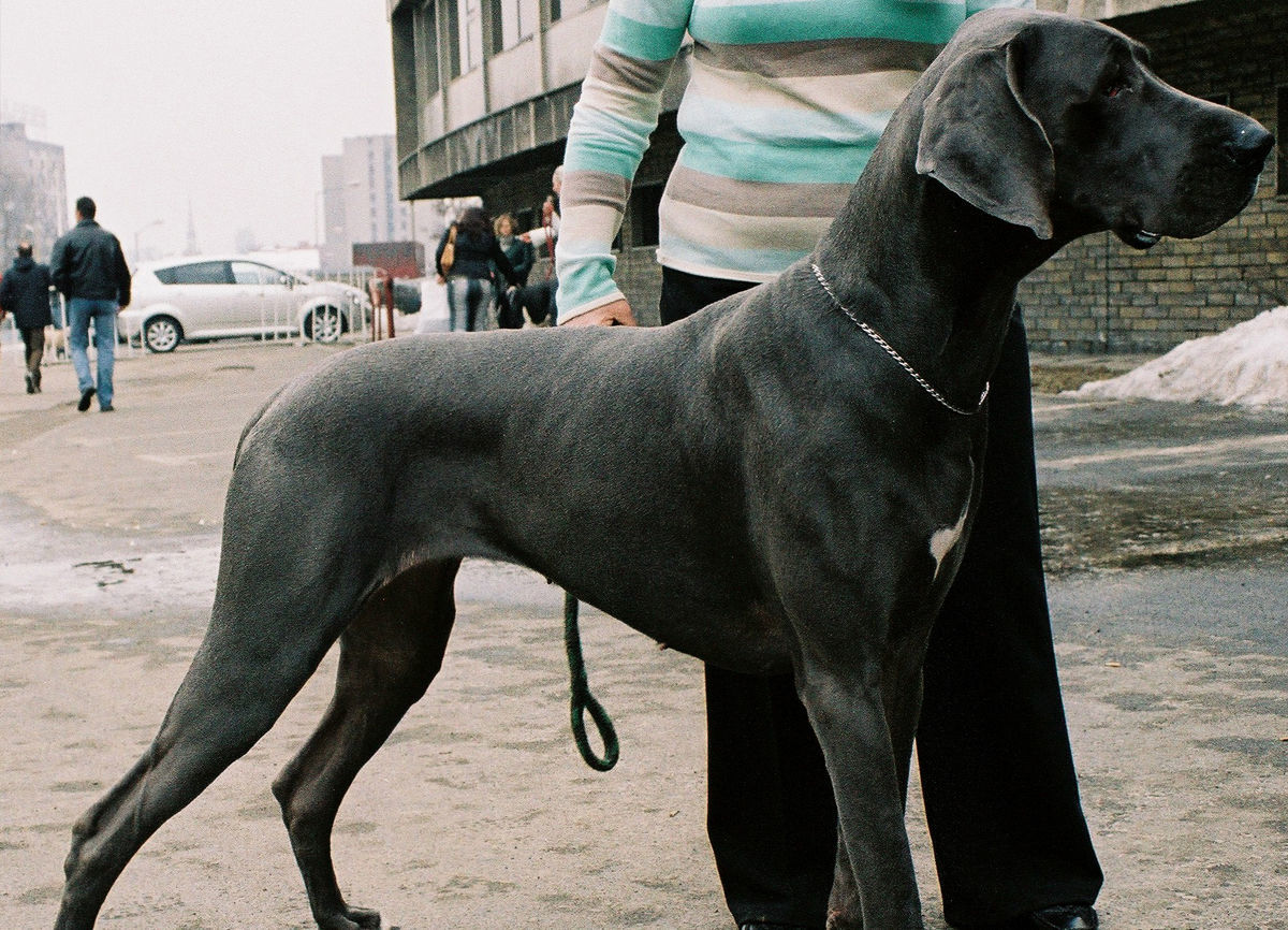 Great Dane